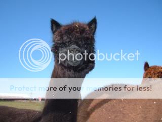 MYALPACAS11-09021.jpg