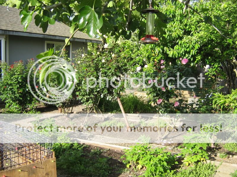 NewBackyard040.jpg