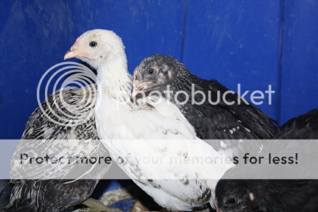March2011159.jpg