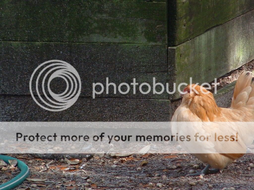 DSCF0209-1.jpg