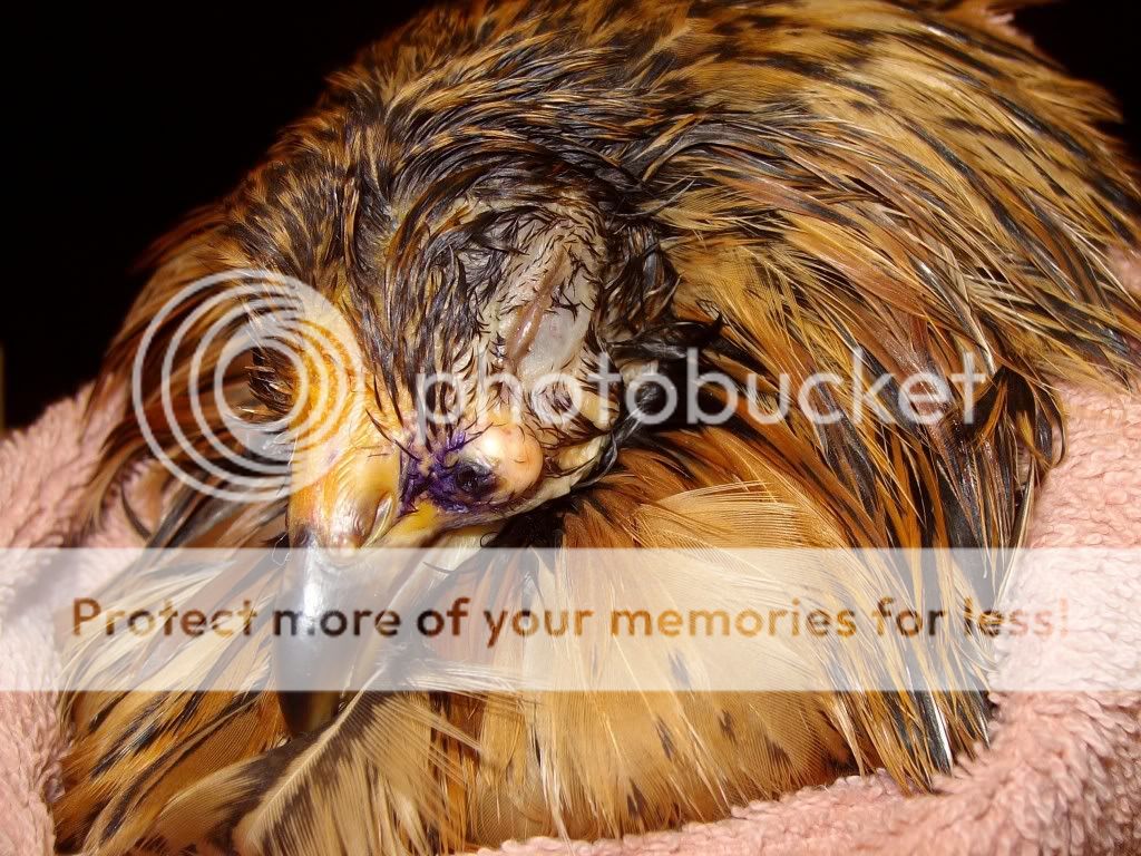InjuredChicken012.jpg
