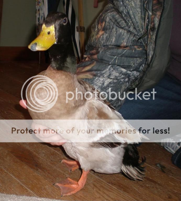 ducky.jpg