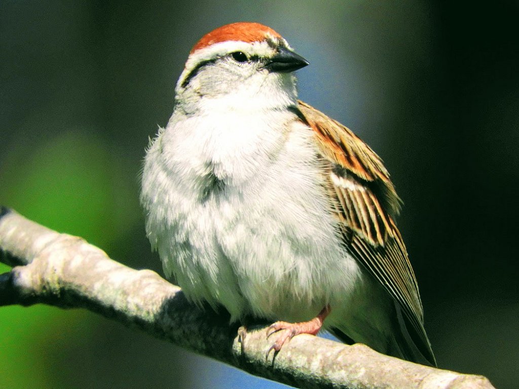 sparrow,large.1568655678.JPG