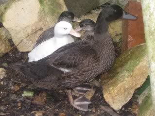 duck002.jpg