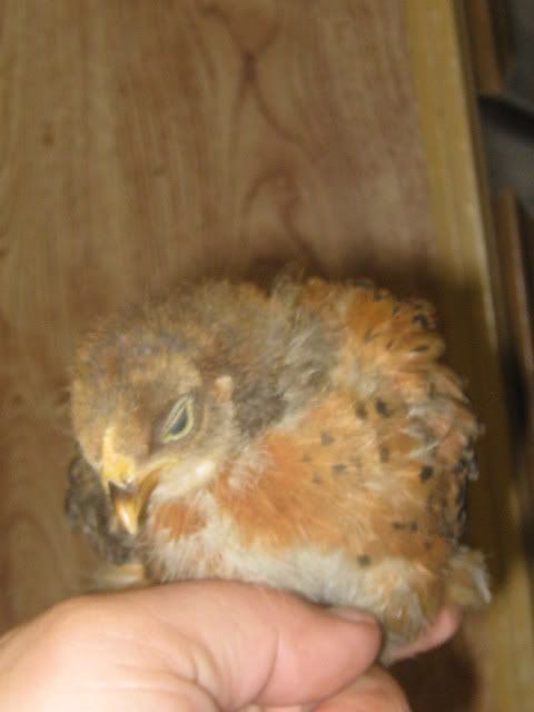 gonzo3weeks2.jpg