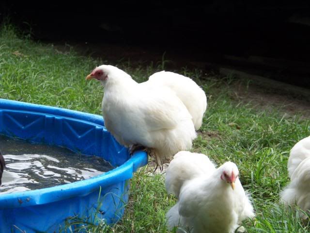 Bantamcochins011.jpg