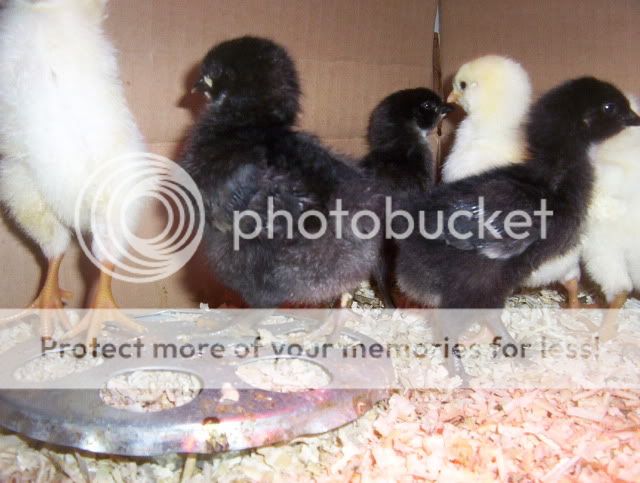 aug282010chick008.jpg