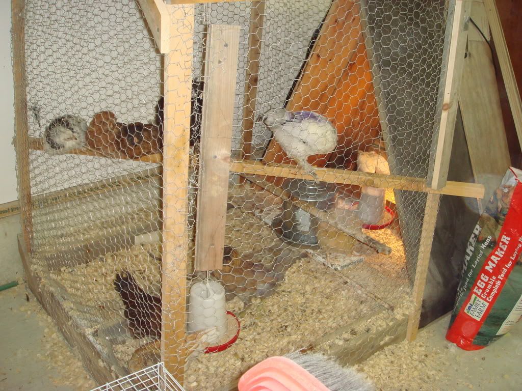 Chicks74and2wks5-1.jpg