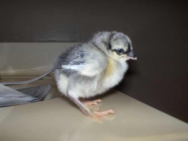 newchicks002.jpg