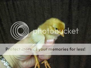 chicks008.jpg