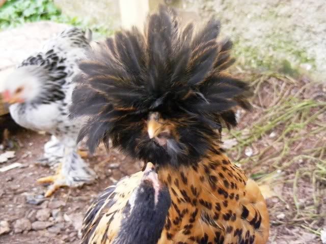 NewfuzzysandBantys041.jpg