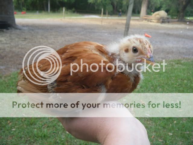 chick003.jpg