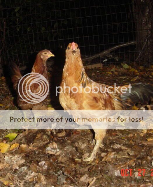 Chickens2632.jpg