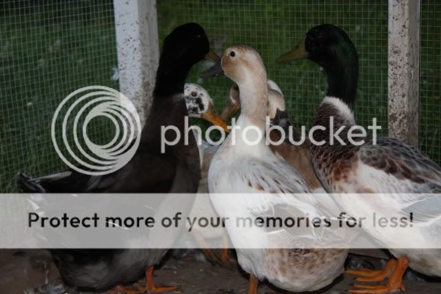 Ducks228.jpg
