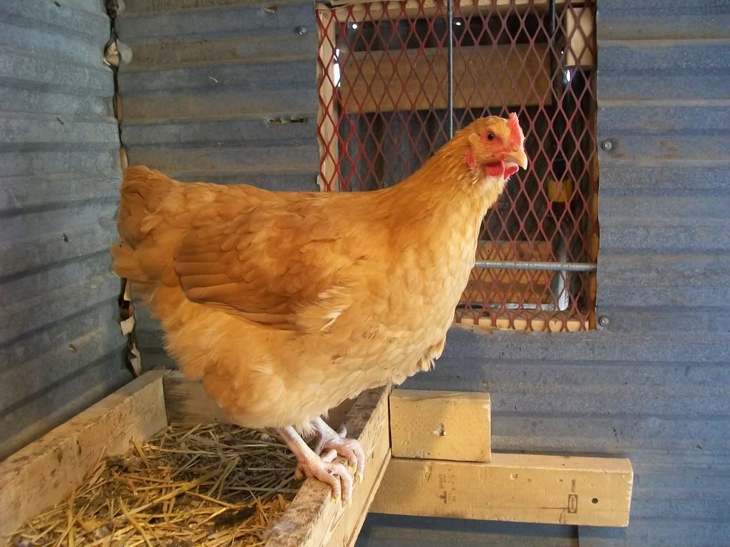 animals089-1.jpg
