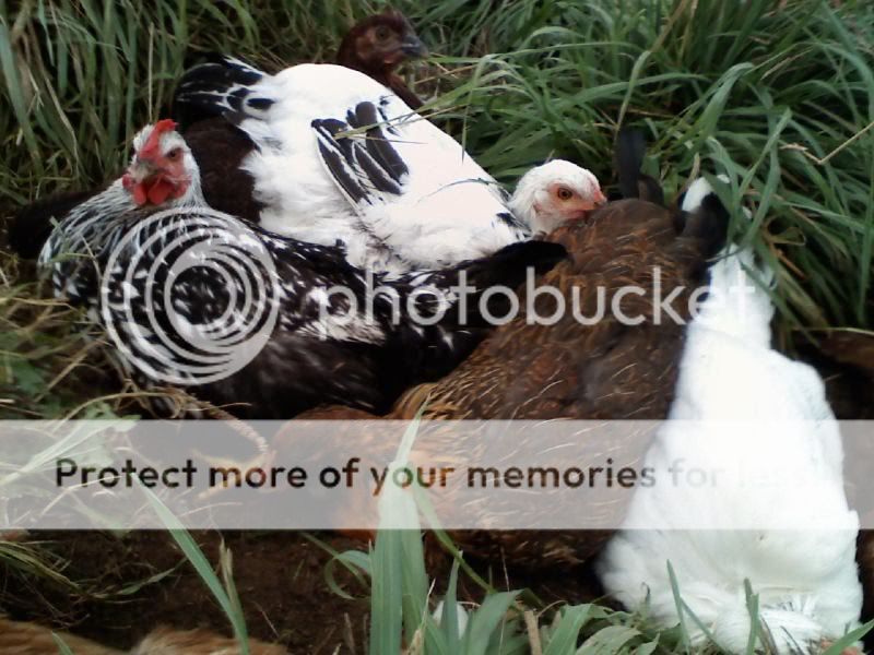 chicken12.jpg