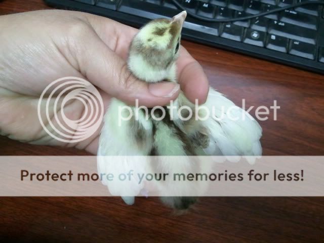 2011-07-06122555.jpg