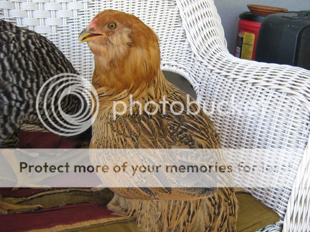 Chickens14and10weeks003.jpg