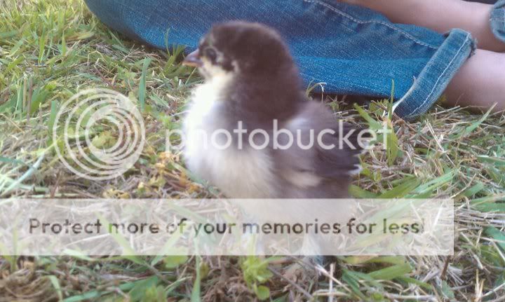 duckie4911.jpg