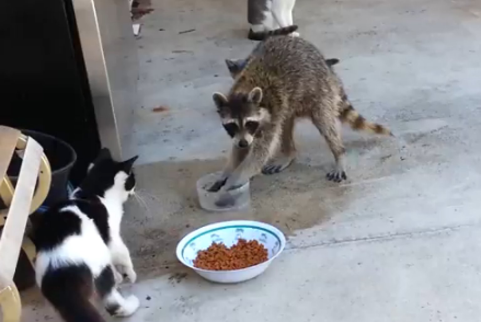 o-RACCOON-STEALS-CAT-FOOD-facebook.jpg