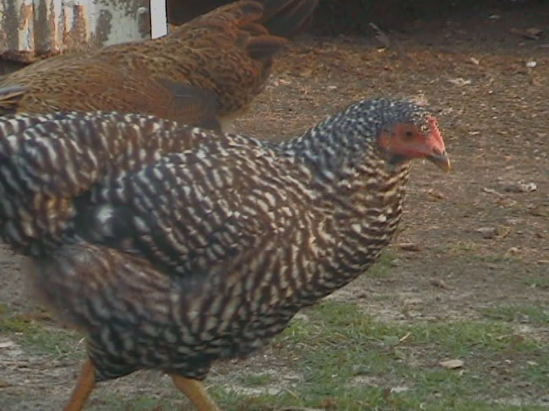 chicken013.jpg