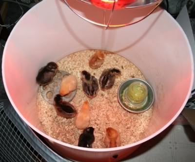 Chicks_Pullets_4April08.jpg