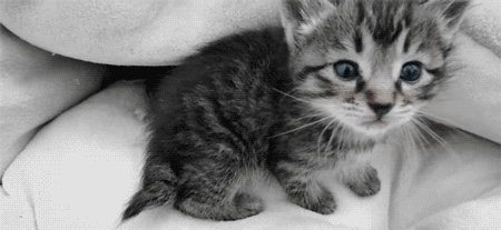 tumblr_lz7ec92BWK1qaj0yio1_500.gif