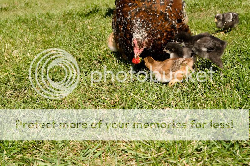 0806chickens001.jpg