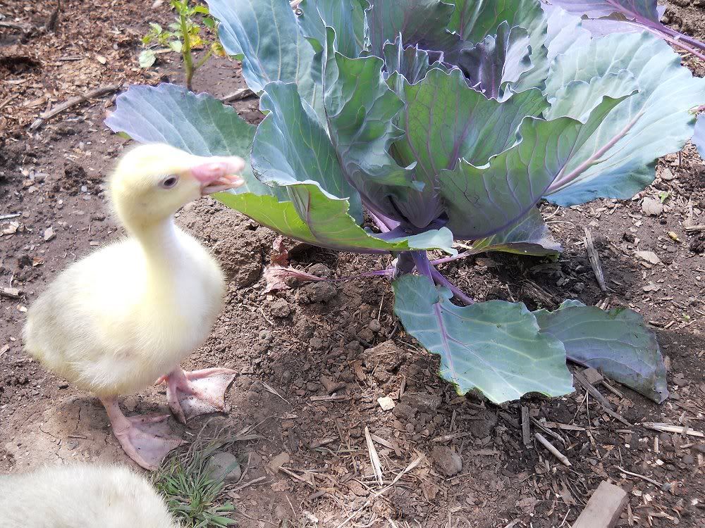 cottonpatchgoslings530a.jpg
