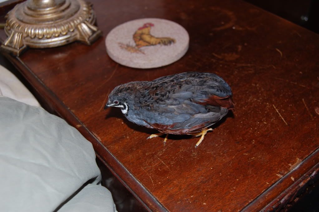 8Buttonchicks201160.jpg
