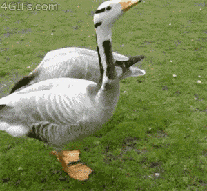 1132013043161.gif