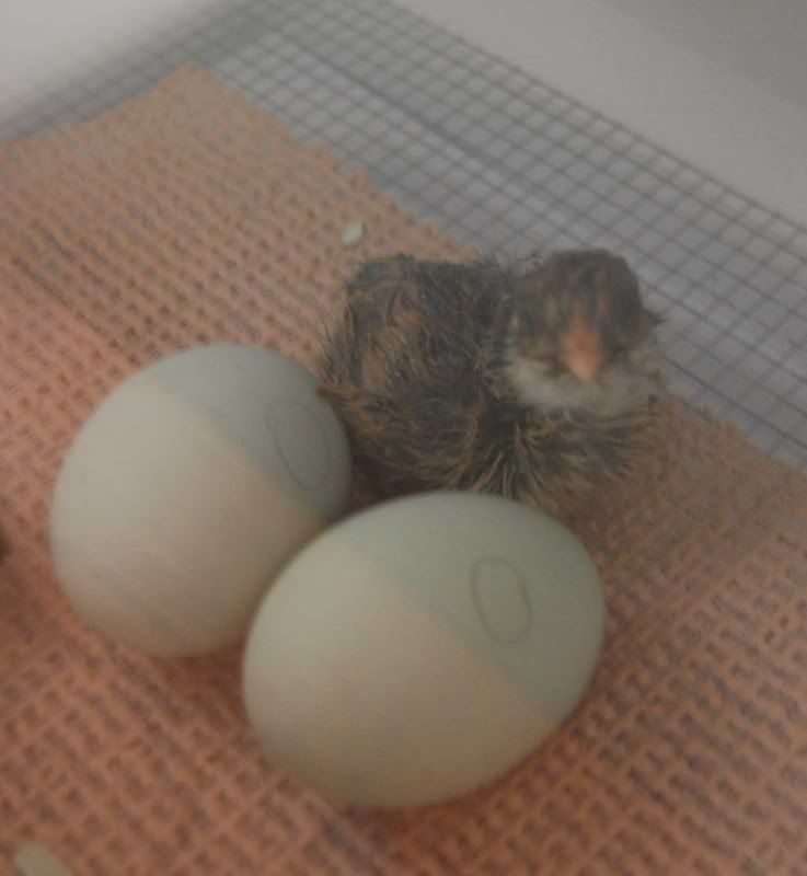 chick6.jpg