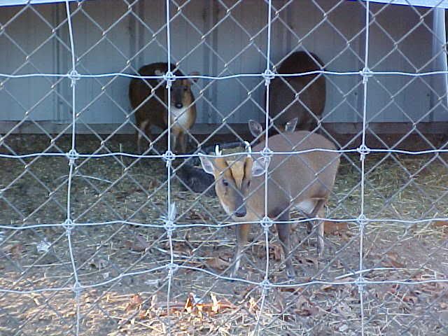 Muntjac03.jpg