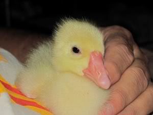 IMG_7032sm.jpg