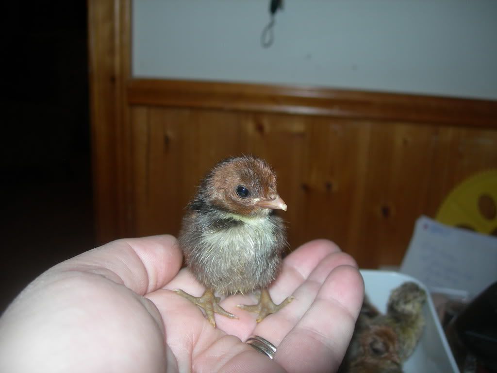 SeramachicksOct2010008.jpg