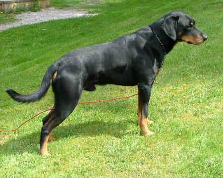 smalandsstovare-dog-standard-2.jpg