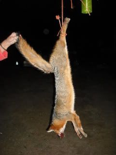 fox002.jpg