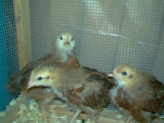 IMAG0013.jpg