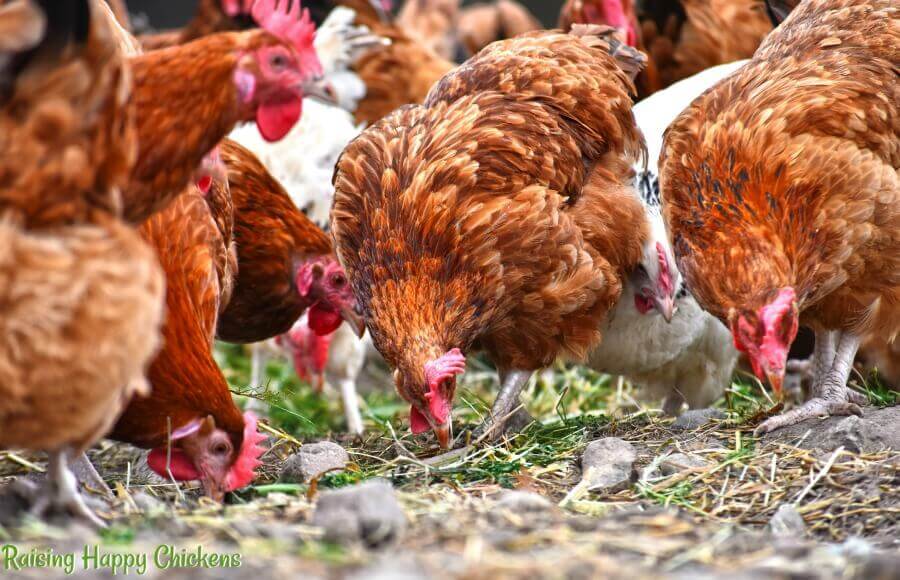 chicken-grit.jpg.pagespeed.ce.c05d98GJ1p.jpg