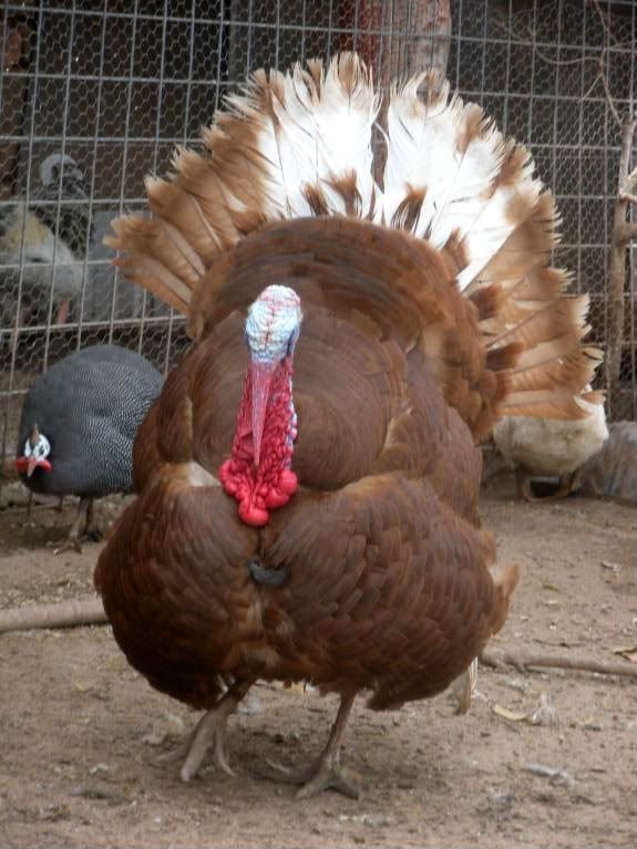 Chickens018-2.jpg