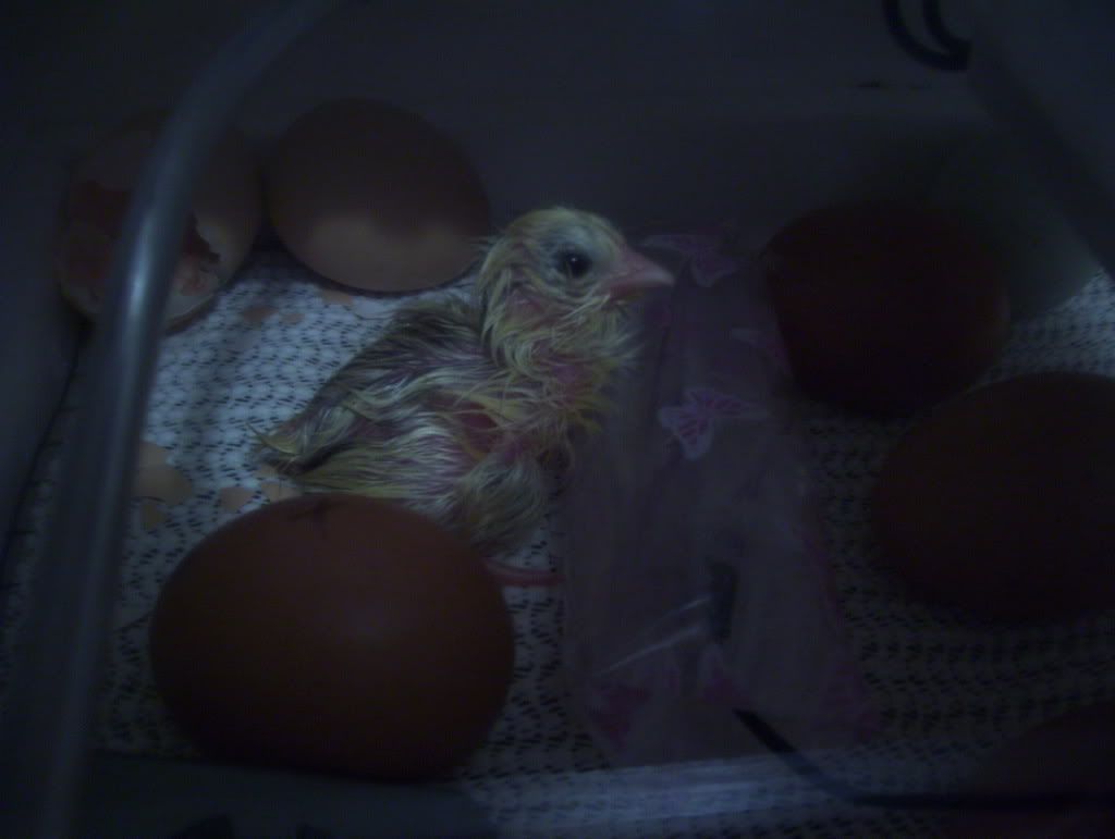 11302007FirstIncubatorHatching006.jpg