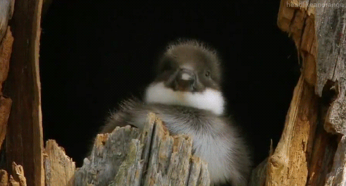 tumblr_m5q2jnCCGZ1r4zr2vo1_r1_500.gif