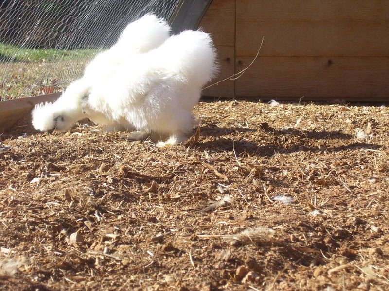 chickens12-14-07009.jpg
