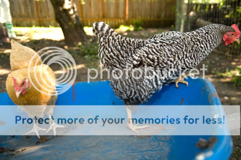 0806chickens011.jpg