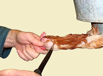 Neck%20Cut%20Chicken-350x261.jpg