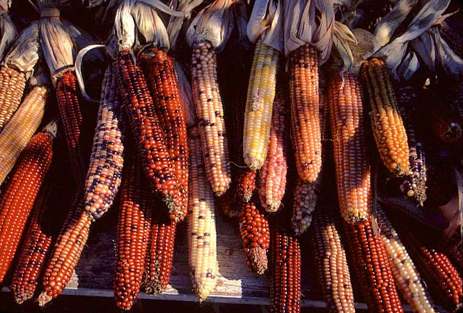 Indian%20Corn.jpg