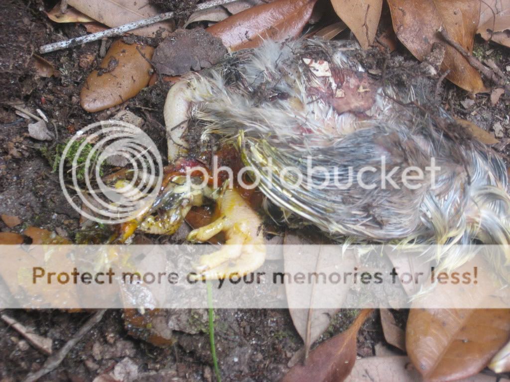 IMG_6254.jpg