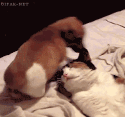 tumblr_n8wcaugMau1ttjwiao1_250.gif