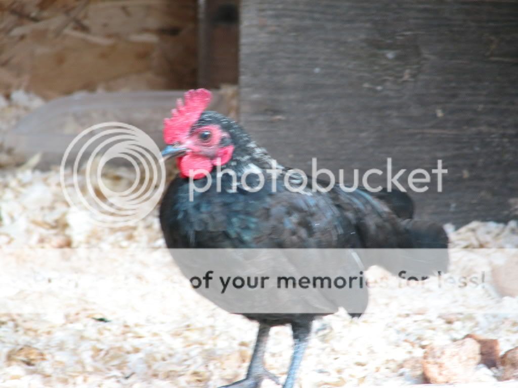 morepics262.jpg
