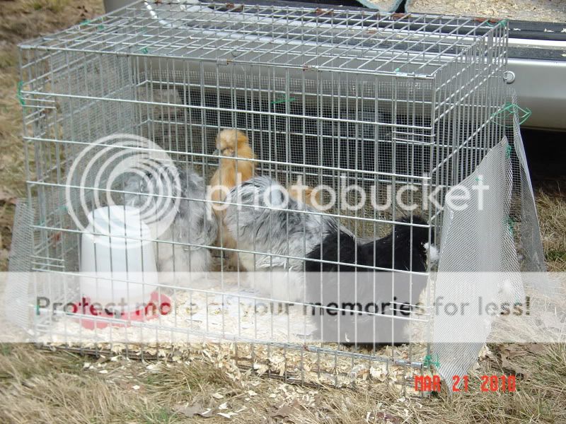 springfling026.jpg
